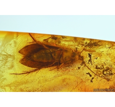 Moth Lepidoptera. Fossil inclusion in Baltic amber #13952