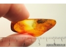 Moth Lepidoptera. Fossil inclusion in Baltic amber #13952