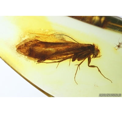Nice Moth Lepidoptera. Fossil inclusion Ukrainian Rovno amber #13953R