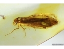 Nice Moth Lepidoptera. Fossil inclusion Ukrainian Rovno amber #13953R