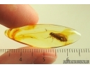 Nice Moth Lepidoptera. Fossil inclusion Ukrainian Rovno amber #13953R