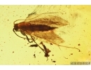 Moth Lepidoptera. Fossil inclusion Baltic amber stone #13955