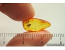 Moth Lepidoptera. Fossil inclusion Baltic amber stone #13955