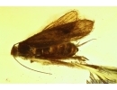 Nice Moth Lepidoptera. Fossil inclusion in Baltic amber #13956