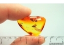 Nice Moth Lepidoptera. Fossil inclusion in Baltic amber #13956