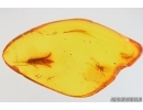 Moth Lepidoptera and More. Fossil inclusions in Baltic amber #13957