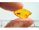 Moth Lepidoptera and More. Fossil inclusions in Baltic amber #13957