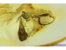 Moth Lepidoptera. Fossil inclusion Ukrainian Rovno amber #13958R