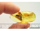 Moth Lepidoptera. Fossil inclusion Ukrainian Rovno amber #13958R