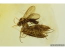 Moth Lepidoptera and Dark-Winged fungus Gnat Sciaridae. Fossil inclusions Ukrainian Rovno amber #13959R