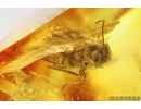 Moth Lepidoptera. Fossil inclusion Baltic amber stone #13960