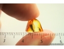 Moth Lepidoptera. Fossil inclusion Baltic amber stone #13960