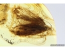 Nice Moth Lepidoptera. Fossil inclusion Ukrainian Rovno amber #13961R
