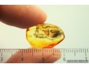 Nice Moth Lepidoptera. Fossil inclusion Ukrainian Rovno amber #13961R