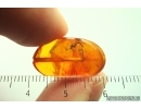 Mayfly Ephemeroptera Paraleptophlebia. Fossil insect in Baltic amber stone #13966