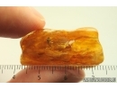 Mayfly Ephemeroptera Paraleptophlebia. Fossil insect in Ukrainian amber stone #13967R