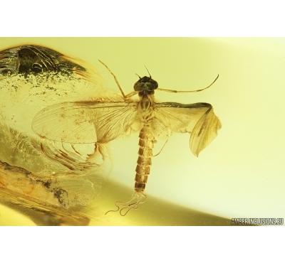 Mayfly Metamorphosis. Ephemeroptera Paraleptophlebia Leptophlebiidae. Fossil insect Ukrainian amber stone #13969R