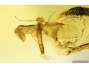 Mayfly Metamorphosis. Ephemeroptera Paraleptophlebia Leptophlebiidae. Fossil insect Ukrainian amber stone #13969R