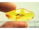 Mayfly Metamorphosis. Ephemeroptera Paraleptophlebia Leptophlebiidae. Fossil insect Ukrainian amber stone #13969R