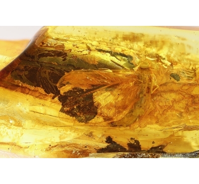 Mayfly Ephemeroptera. Fossil insect Ukrainian Rovno amber #13970R