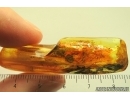 Mayfly Ephemeroptera. Fossil insect Ukrainian Rovno amber #13970R