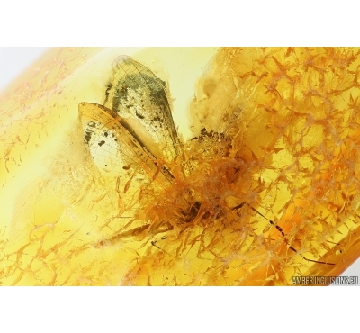 Mayfly Ephemeroptera Heptageniidae. Fossil insect Ukrainian Rovno amber #13971R