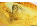 Mayfly Ephemeroptera Heptageniidae. Fossil insect Ukrainian Rovno amber #13971R