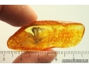 Mayfly Ephemeroptera Heptageniidae. Fossil insect Ukrainian Rovno amber #13971R
