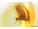 Mayfly Ephemeroptera Paraleptophlebia Leptophlebiidae. Fossil insect Ukrainian amber stone #13972R