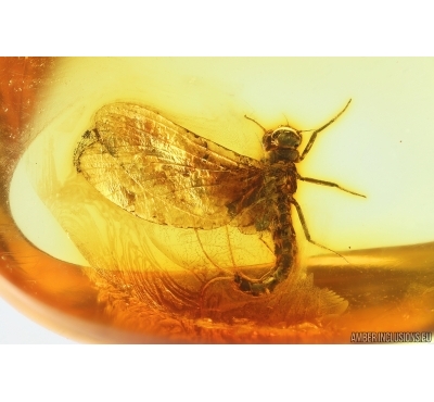 Mayfly Ephemeroptera Paraleptophlebia Leptophlebiidae. Fossil insect Ukrainian amber stone #13972R