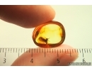 Mayfly Ephemeroptera Paraleptophlebia Leptophlebiidae. Fossil insect Ukrainian amber stone #13972R