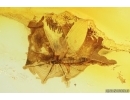 Mayfly Ephemeroptera Paraleptophlebia Leptophlebiidae with Mite Acari! Fossil insect Ukrainian amber stone #13973R