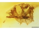 Mayfly Ephemeroptera Paraleptophlebia Leptophlebiidae with Mite Acari! Fossil insect Ukrainian amber stone #13973R