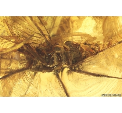 Mayfly Ephemeroptera Paraleptophlebia Leptophlebiidae with Mite Acari! Fossil insect Ukrainian amber stone #13973R