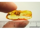 Mayfly Ephemeroptera Paraleptophlebia Leptophlebiidae with Mite Acari! Fossil insect Ukrainian amber stone #13973R