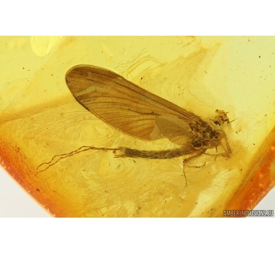 Mayfly Metamorphosis. Ephemeroptera Heptageniidae. Fossil insect Ukrainian amber stone #13974R