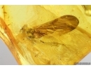 Mayfly Metamorphosis. Ephemeroptera Heptageniidae. Fossil insect Ukrainian amber stone #13974R