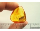 Mayfly Metamorphosis. Ephemeroptera Heptageniidae. Fossil insect Ukrainian amber stone #13974R