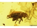 Flea Beetle Chrysomelidae Alticini Psyllototus and Mite Acari. Fossil insects Baltic amber stone #13992