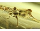 Ant-like flower beetle Anthicidae. Fossil insect in Ukrainian Rovno amber #13993R