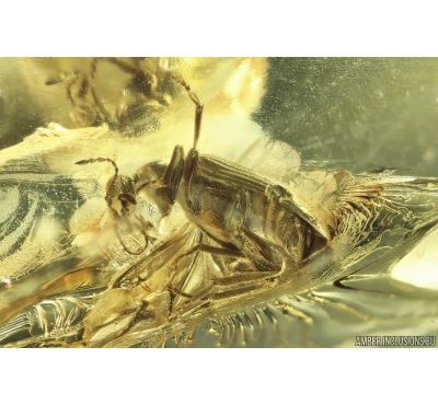 Ant-like flower beetle Anthicidae. Fossil insect in Ukrainian Rovno amber #13993R