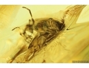 Ant-like flower beetle Anthicidae. Fossil insect in Ukrainian Rovno amber #13993R