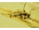 Ant-like flower beetle Anthicidae. Fossil insect in Ukrainian Rovno amber #13993R