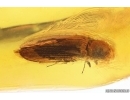 Nice Click beetle Elateridae. Fossil inclusion in Baltic amber #14002