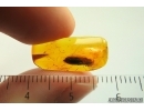Nice Click beetle Elateridae. Fossil inclusion in Baltic amber #14002
