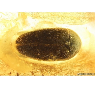 Rare Polypore fungus beetle Tetratomidae Eustrophinae and Checkered beetle Cleridae. Fossil insects Ukrainian Rovno amber #14003R