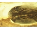 Rare Polypore fungus beetle Tetratomidae Eustrophinae and Checkered beetle Cleridae. Fossil insects Ukrainian Rovno amber #14003R