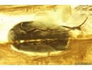 Rare Polypore fungus beetle Tetratomidae Eustrophinae and Checkered beetle Cleridae. Fossil insects Ukrainian Rovno amber #14003R