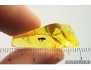 Very Nice Spider Beetle Ptinidae Anobiinae. Fossil insects Ukrainian Rovno amber #14005R