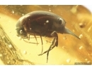 Tumbling Flower Beetle Mordellidae. Fossil inclusion Ukrainian Rovno amber #14008R